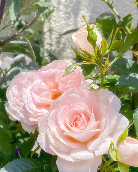 職場の花壇で咲いたピンク色のバラ