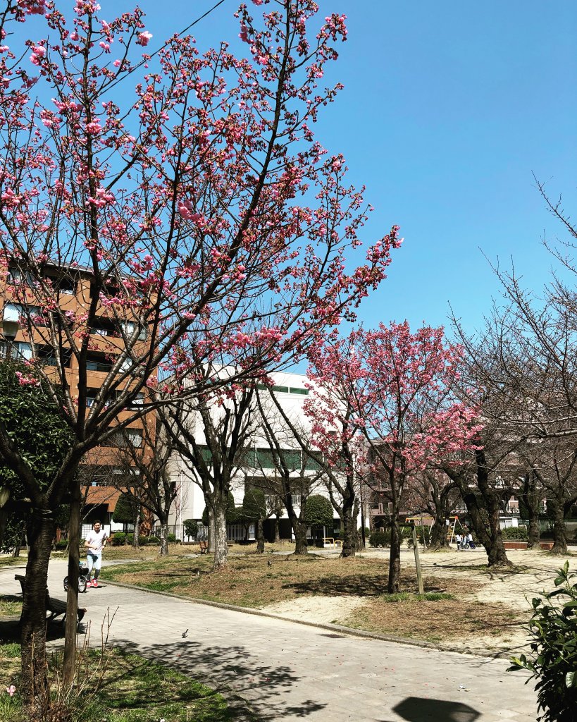桜が咲き始めた桜ヶ丘公園